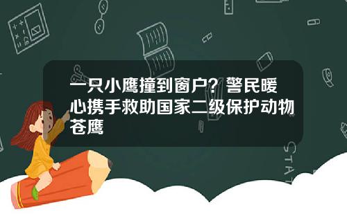 一只小鹰撞到窗户？警民暖心携手救助国家二级保护动物苍鹰